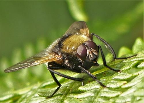 Réf. 289 845 : Mesembrina mystacea